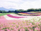 美丽的北海道风光