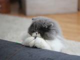 包子猫