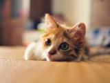 慵懒的萌猫
