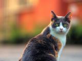 猫咪的回头