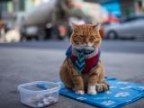 搞笑小猫乞讨