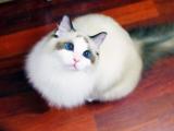 漂亮布偶猫