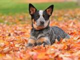澳洲牧牛犬