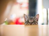 喵星人玩躲猫猫