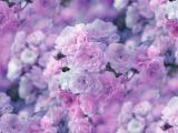 粉色花朵