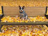 长椅上的澳洲牧牛犬