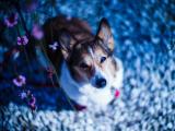 仰望天空的柯基犬