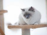 萌宠布偶猫