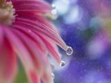 唯美雨滴