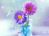 非洲菊插花