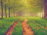 唯美的林间小路