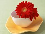 杯子里的红色非洲菊