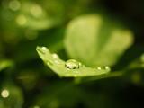 晶莹小水珠