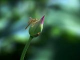 花蕾上的蜻蜓
