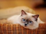慵懒布偶猫