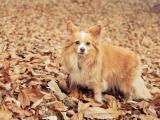 蝶耳犬