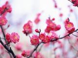 盛开的梅花