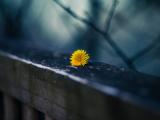 花落花开终有时