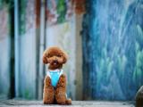 可爱调皮贵宾犬