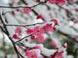 腊梅飘雪