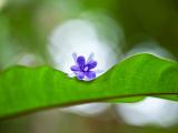 叶子上的落花