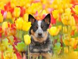 郁金香中的澳洲牧牛犬