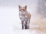 雪地里的狐狸