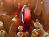 海底里的小精灵