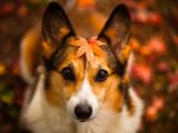 秋天落叶柯基犬