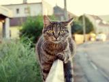 胖嘟嘟的小灰猫