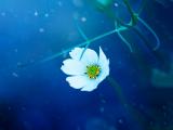 水中梦幻花