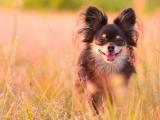 呆萌蝴蝶犬