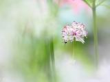 小花上的水珠