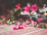 花谢依然美