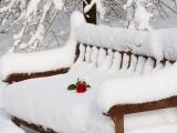 雪中爱情