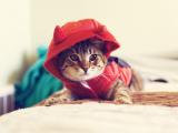 宠物萌猫