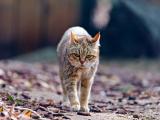萌宠虎斑猫