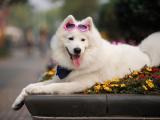时尚的萨摩耶犬