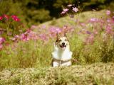 开心大笑的柯基犬