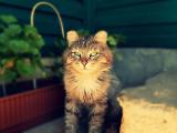 可爱的猫咪