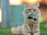 霸气的猫咪