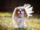 可爱查理士王小猎犬