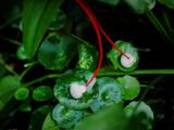 听雨落的声音