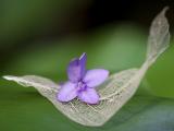 落花时节又逢君