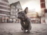 呆愣法国斗牛犬