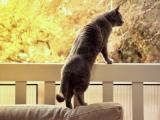 站立的小猫咪