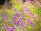 姹紫千红