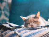 熟睡的猫咪