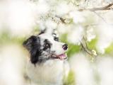 可爱澳大利亚牧羊犬