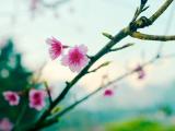 春暖桃花开